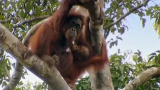 Free Again | Orangutan Diary | BBC Earth