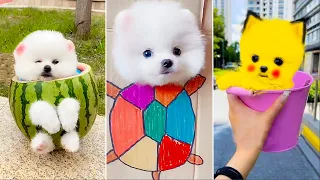 Cute Pomeranian Puppies Doing Funny Things #13 🐶😂 Cute and Funny Dogs 2024