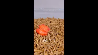 MEALWORMS VS CAROLINA REAPER