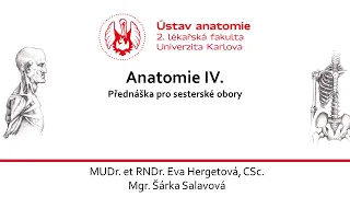 Anatomie IV    Hergetová 19.11.2020