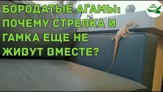 Бородатые агамы: почему Стрелка и Гамка еще не живут вместе?