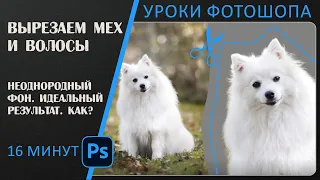 Как быстро и чисто вырезать волосы и мех в Фотошопе.