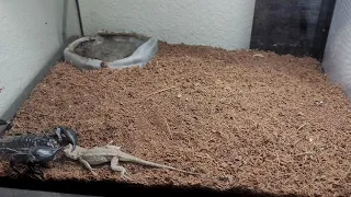 Asian forest scorpion vs. Lizard (Warning: May be disturbing to some viewers)