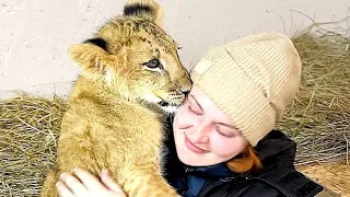 «НИКОГДА ТЕБЯ НЕ БРОШУ❤️» Львёнок Зевс ПОКАЗЫВАЕТ ВАМ СВОЙ ДОМ! В парке появилась маленькая львица❤️