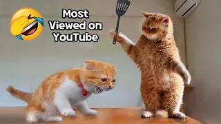 Funniest Animals 2023 😂 Best Funniest Cats and Dogs 😺🐶 Part 42 | Pets Family TV