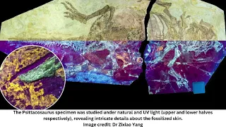 “Hidden Gem” Fossil Of Dinosaur Skin Preserved Like Glass Reveals It Had Scales And Feathers