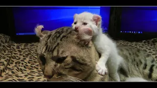Lynx Hybrid - Goliath The Giant Cat- Shows off his Rare Exotic White Kittens