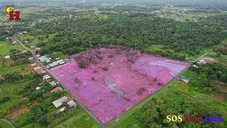 Boodoosingh Trace Rousillac 7 1/2 Acres for sale 738-8767 Trinidad & Tobago Real Estate