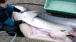 Incredible! Veteran Fisherman Fights 200kg Man-eating Shark!
