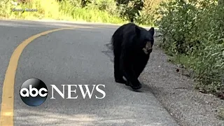 Jogger describes how she survived encounter with a bear