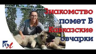 Кавсказские овчарки.  Знакомство с пометом В