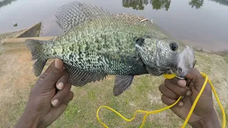 Catch Clean Cook Crappie! #view #subscribe #share