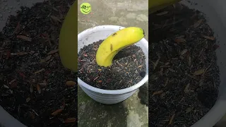 Growing Banana Tree From Banana Fruits [Easy Method] 🍌🍌#shorts