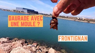 DAURADES à la MOULE dans le CANAL de FRONTIGNAN