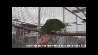 Training a Parrot To Turn Around on a Verbal Cue