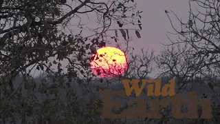 WildEarth - Sunset - 18 August 2021