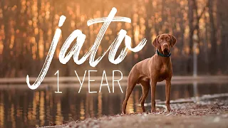 Jato the Vizsla - 1 Year - Vizsla Puppy Training & Growing Up