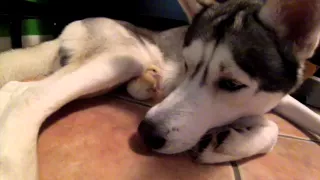 Husky and Baby Chick Nap Together! (Too Cute)