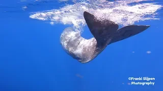 Whale & Dolphin Watching in Madeira Island