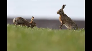 Охота на зайца 2020г., 2-0 в пользу зайцев