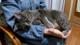 A spoiled and happy day a cat who loves grandma.