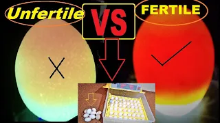 How to check if an egg is Fertile or Infertile//Candel Light Test For Fertile And inFertile Eggs ...