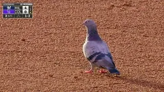 MIL@COL: Pigeon eats amid infield single to second