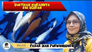 HARGA KOI ECERAN YANG SUPER MURAH DI PASAR IKAN PURWONEGORO