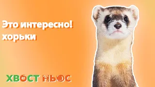 Это интересно! Хорьки.