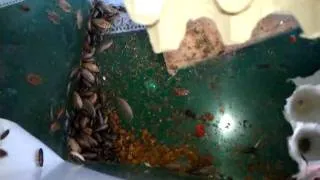 lobster roaches a month after buying