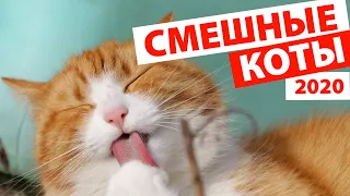 КОШКИ 2020 😻 ПРИКОЛЫ С КОТИКАМИ Смешные Коты 2020 Funny Cats