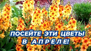 ПОСЕЙТЕ ЭТИ НЕПРИХОТЛИВЫЕ ЦВЕТЫ В АПРЕЛЕ! Они порадуют красивым цветением в саду!