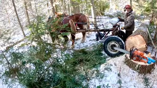 A Productive Day in the Woods! // Scaling Logs & A BIG STUMP! #596