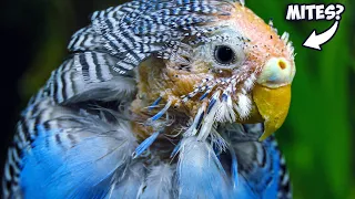 How Do Budgies Get Mites?