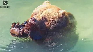 В такую жару бассейн с прохладной водичкой выручает🐻🌊