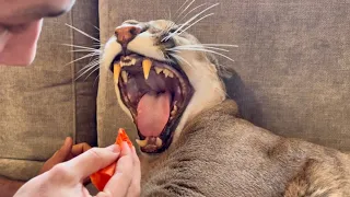 Mortal trick! Brushing Messi's cougar teeth is not an easy task!