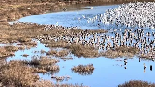 So Many Birds resting in American Canyon by the Napa River