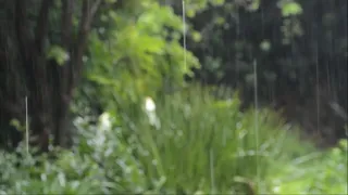 african gray parrot sounds - african grey parrot sounds in the wild sign in the rain