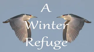 A Winter Refuge