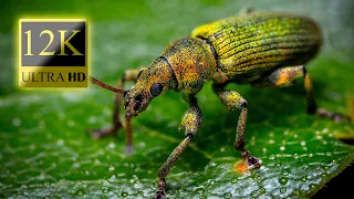 Insect World 12K HDR 60fps Dolby Vision - Amazing Animal World