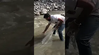 Fishing with net for snow trout in small stream