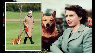 An inside look at the life of the Queen's corgis