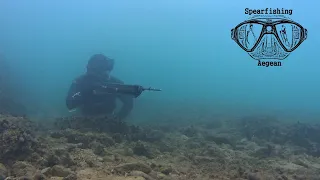 Shallow Spearfishing | The First Big Sea Bass of the Winter | Spearfishing the Aegean 🇬🇷 ✔