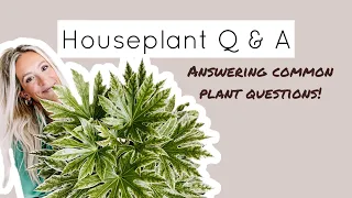 Houseplant Q&A - Answering your common plant questions!