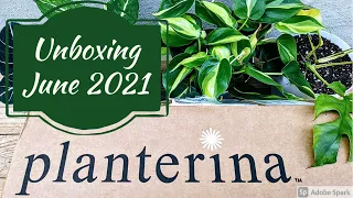 Planterina Unboxing (June 2021)