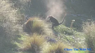 22-250 head shots! Incredible impacts you wont believe! NZ Hunting. Pest control on invasive wallaby