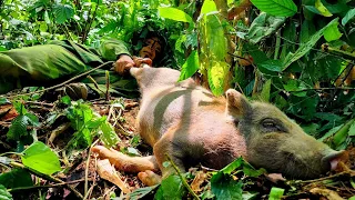 Hunter in disguise, Wild boar ambush, Wild boar trap visit, Fierce, survival skills