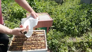 Як не допустити роїння бджіл