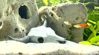 Aquascape 4K Video of Guppies in a Calm Aquarium