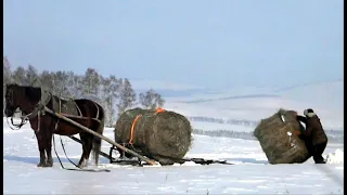 Пауэрлифтинг сельского разлива -- Одна в поле зимой гружу рулоны сена.